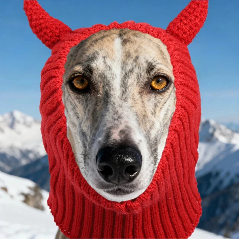 The dog hats for autumn and winter are novel in style and a must-have for going out