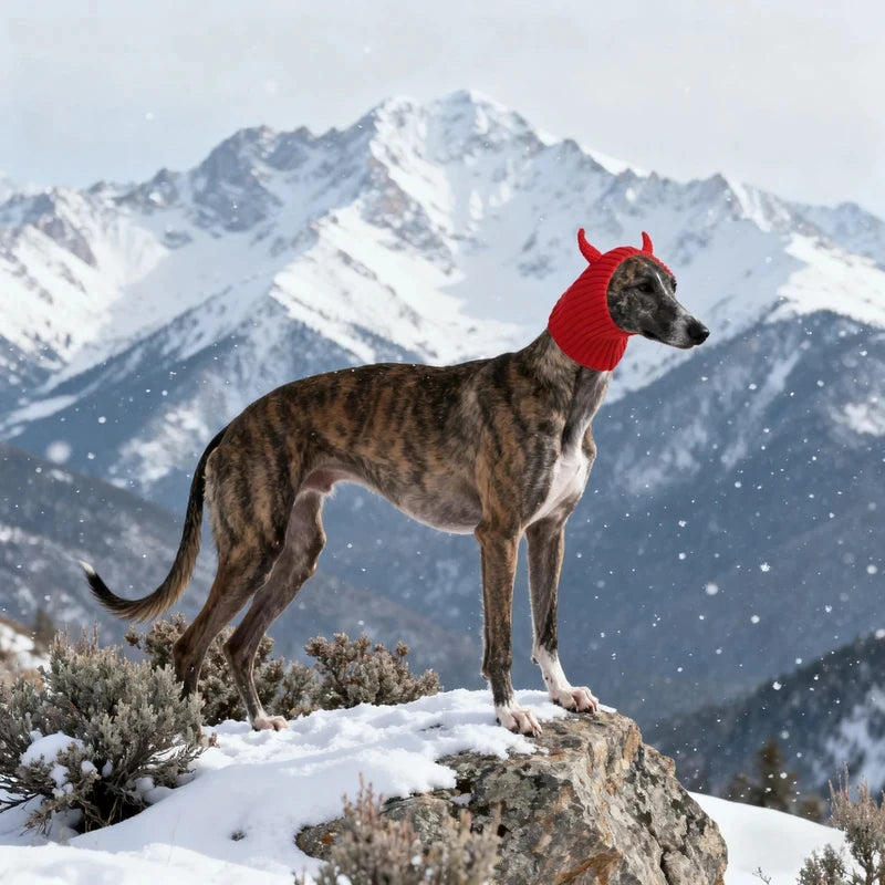 The dog hats for autumn and winter are novel in style and a must-have for going out