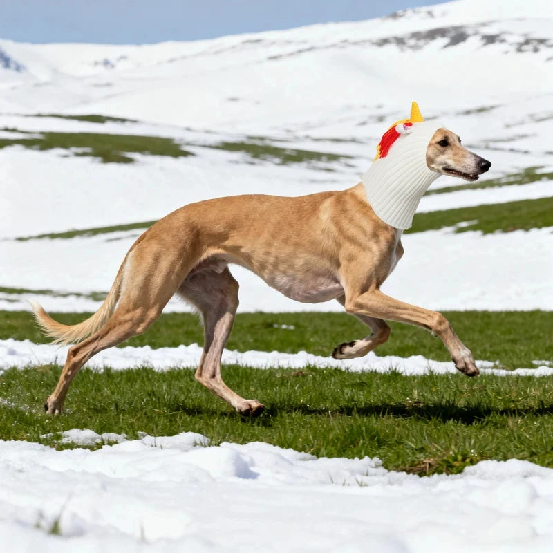 The dog hats for autumn and winter are novel in style and a must-have for going out